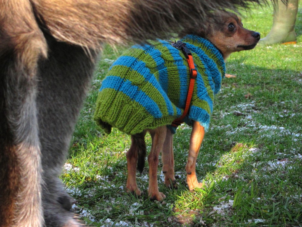 Pinscher1